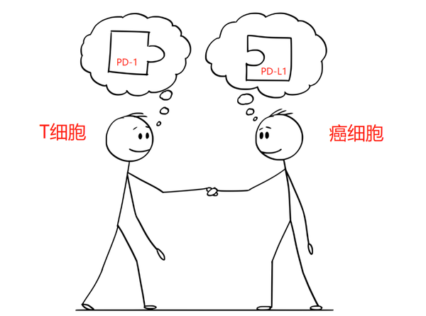 火遍全球的抗癌免疫药,pd-l1与pd-1到底有啥区别?