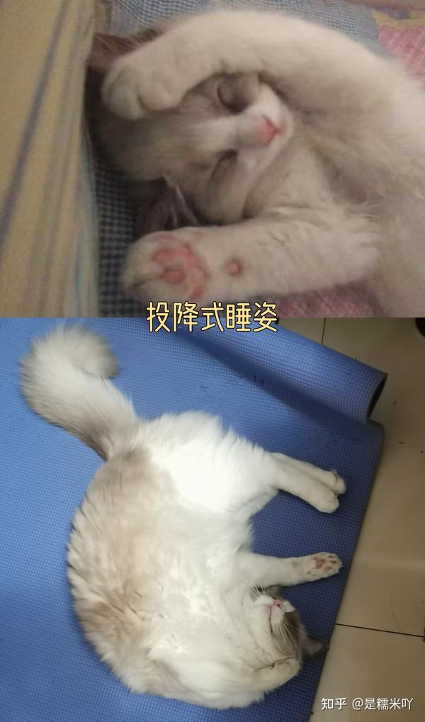 她的投降式睡姿真的够我们一家人吐槽一年哈哈,给她做了无数个投降的