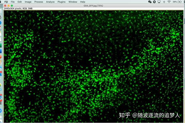 如何用image j做免疫荧光细胞计数分析(mac版本)