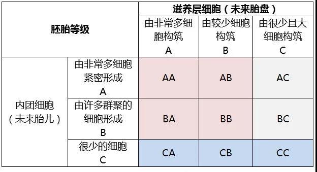 试管婴儿囊胚等级怎么划分囊胚级别要怎么看