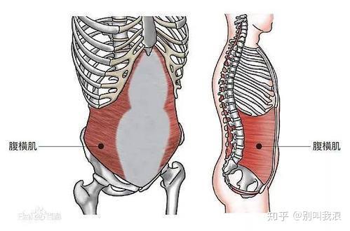 我想叫停小燕飞腰部深层肌肉才是训练关键