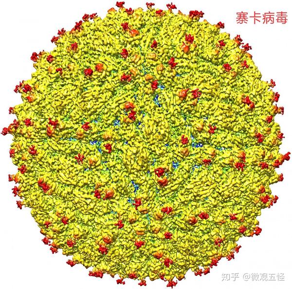 寨卡病毒