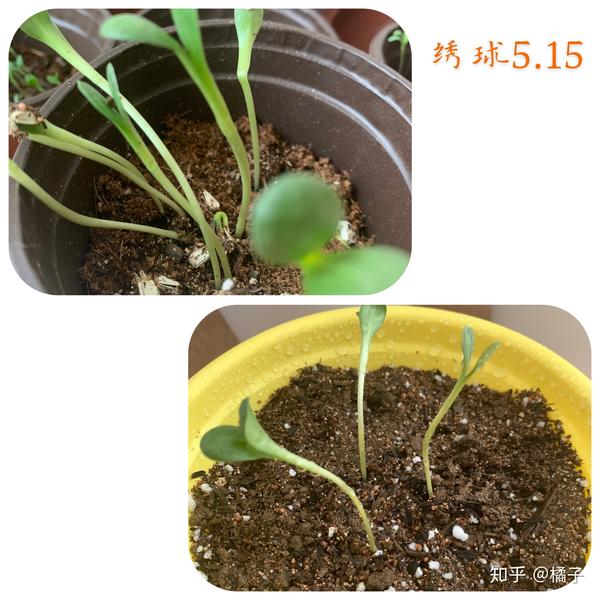 种花记——从播种到?