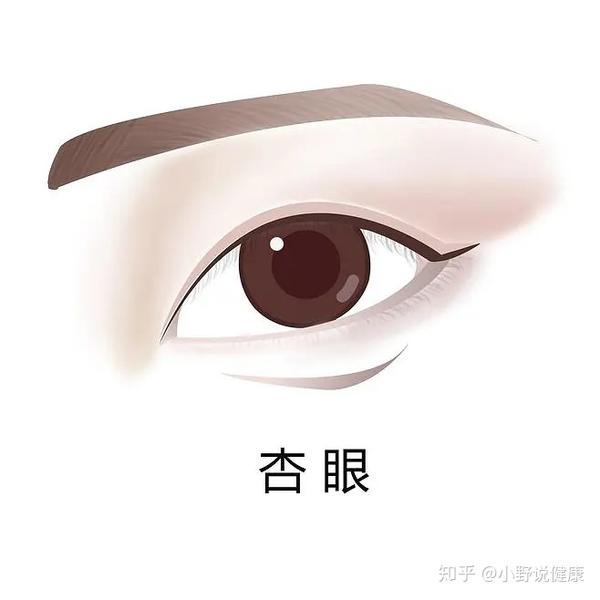 第八种:杏眼 杏眼又称杏仁眼,如杏子形状的眼睛.