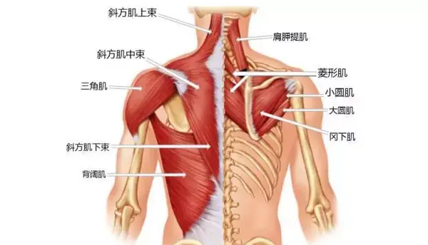 6 收紧肩胛 肩胛骨总共由七条肌肉固定在胸腔之上, 分别是 斜方肌,提