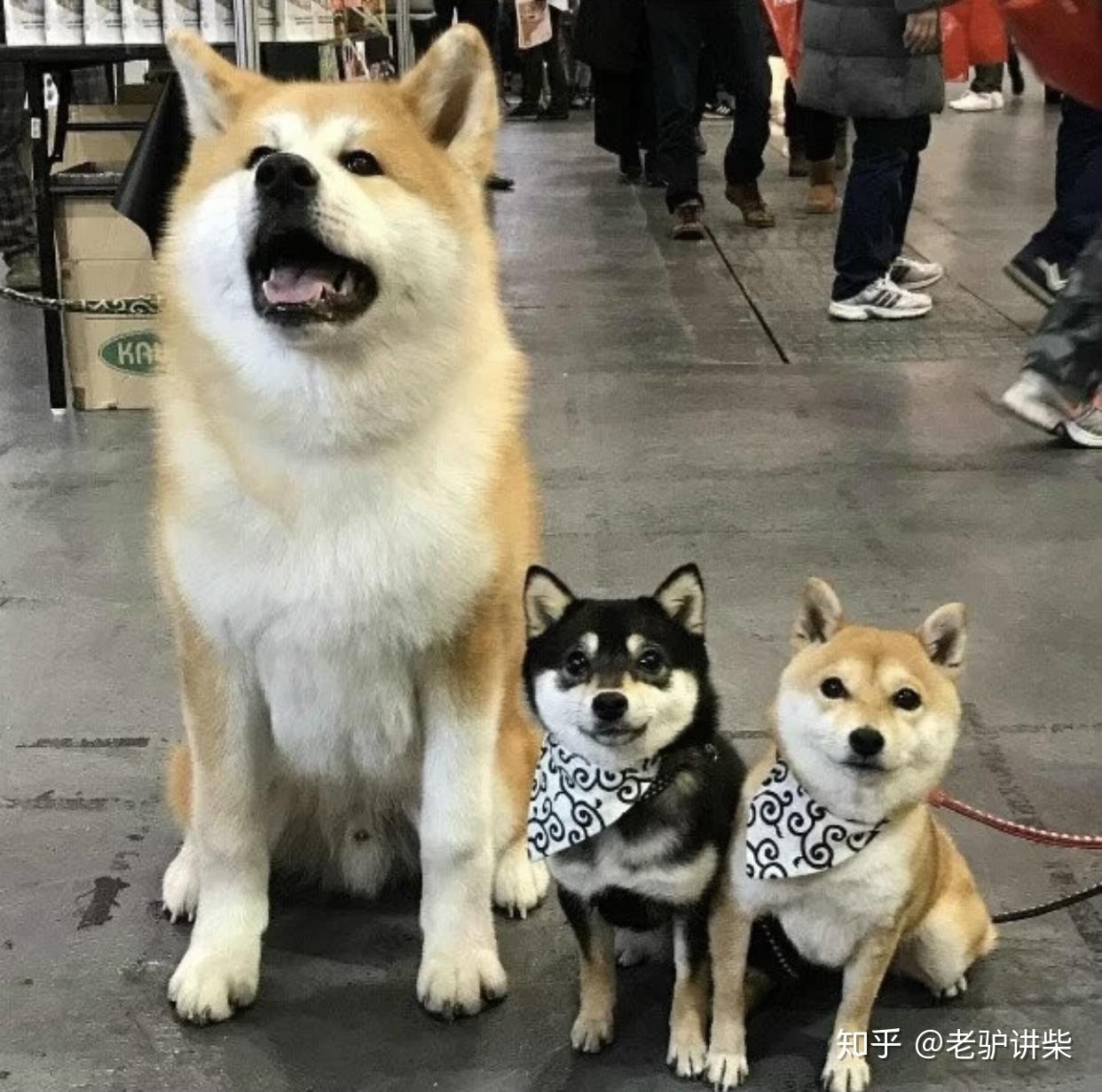 如何分辨柴犬与秋田犬?