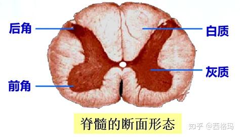 5 脊髓 前角(传出,运动 灰质 侧角(内脏运动