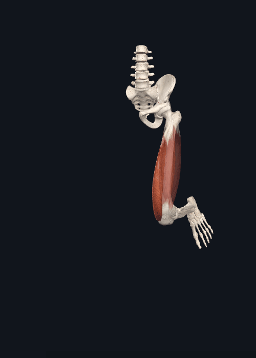 人体肌肉老大哥——股四头肌