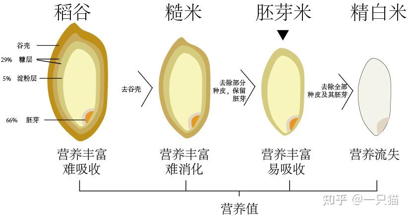 biomaus家的胚芽米和糙米有区别吗