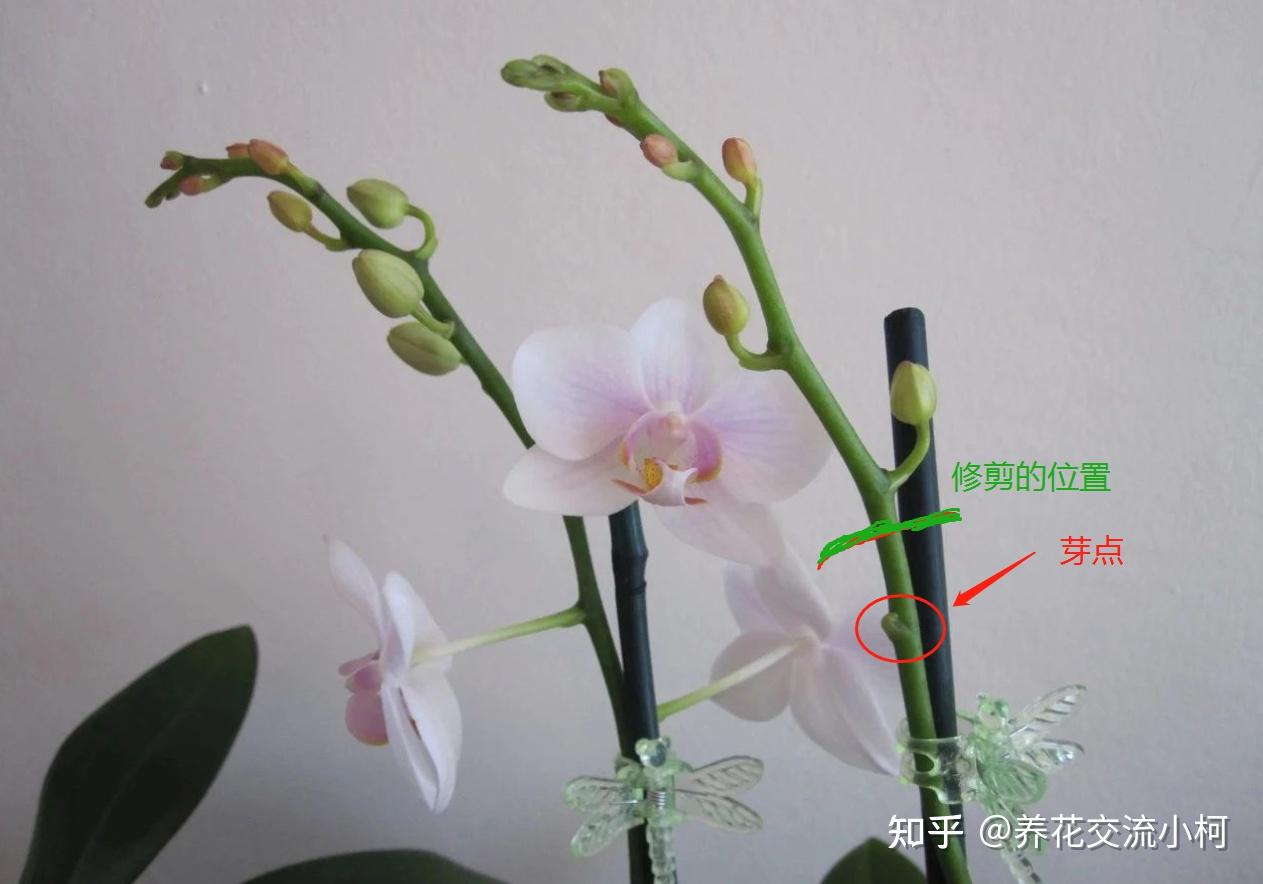 了解蝴蝶兰的一些基本常识再不怕掉花苞促进开花很容易