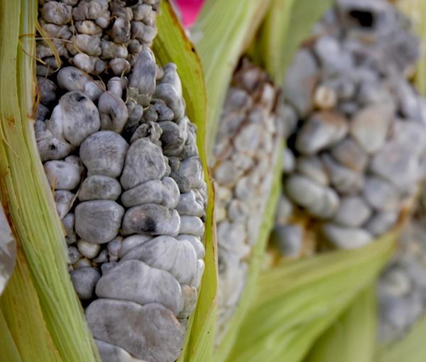 玉米黑粉菌(ustilago maydis)实际是一种真菌,是常见的玉米病害,多发