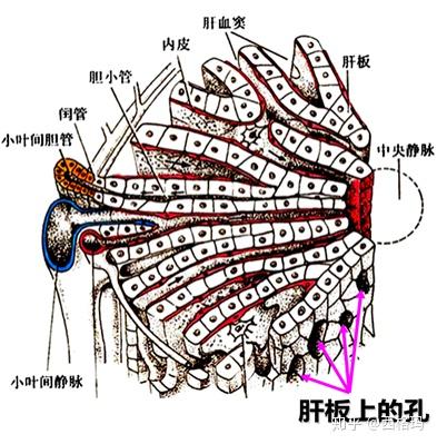 肝细胞连接面(相邻肝细胞之间),血窦面(朝向窦周隙),胆小管面