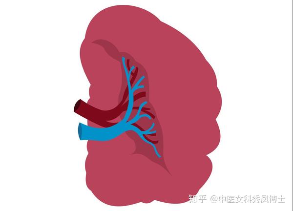 脾有病人就废了一半