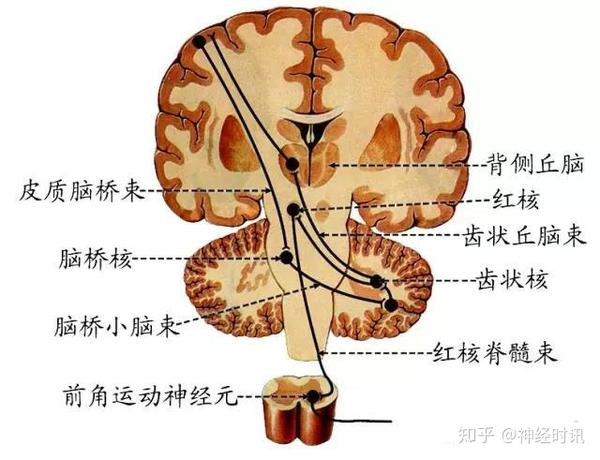 包括 皮质脊髓束(支配躯干和四肢骨骼肌)和 皮质核束(支配头颈部骨骼