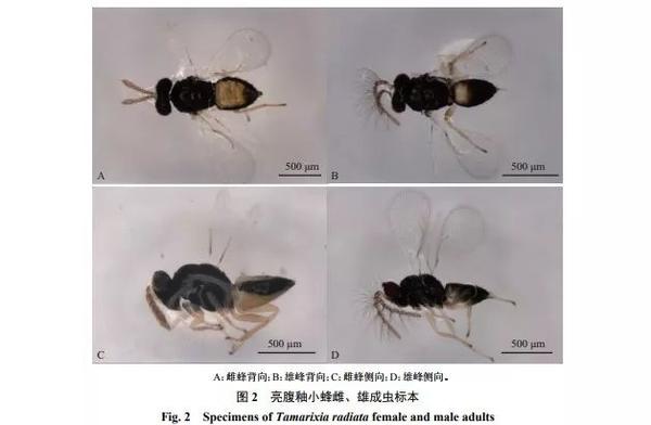 黄龙病传播者柑橘木虱最强克星亮腹釉小蜂之研究