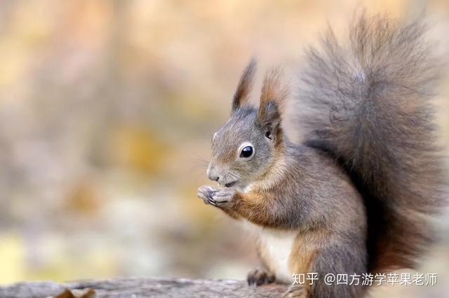 松鼠的尾巴为啥这么大