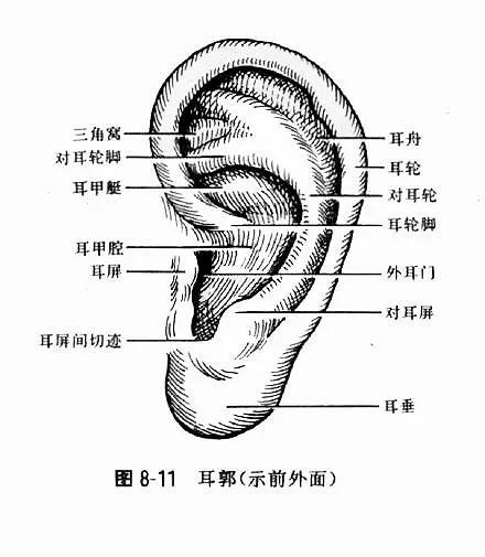 耳廓还是耳郭又出现集体记忆混乱又是曼德拉效应