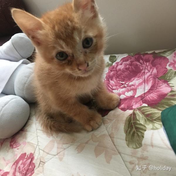 三个月幼猫要怎么养?