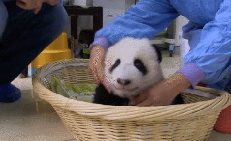 ▼第一次睡在集体宿舍里,还有点不习惯呢 为了更好地观察大熊猫们是否