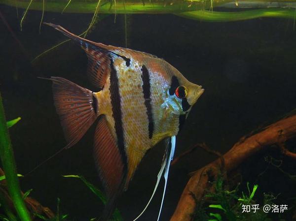 神仙鱼品种有哪些?燕鱼品类鉴赏大全