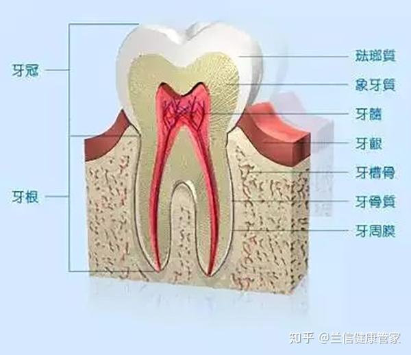 牙齿矫正的过程就是:牙齿受力→传递给牙槽骨→牙槽骨吸收加再生