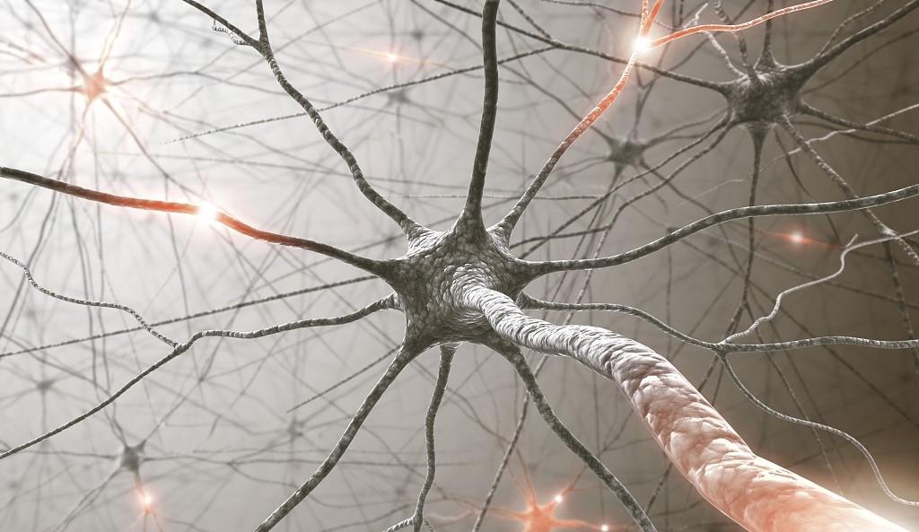 neural signaling: synaptic transmission and synaptic plasticity