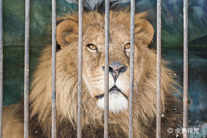 心中困兽 zhuanlan.zhihu.com