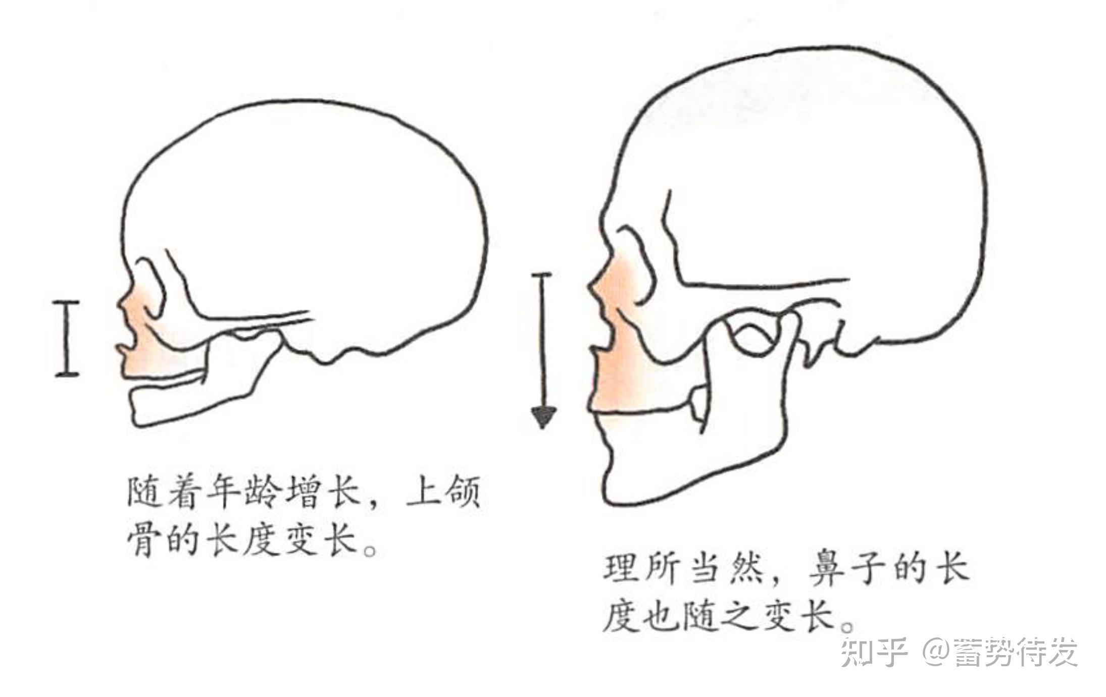 侧面颅骨 知乎