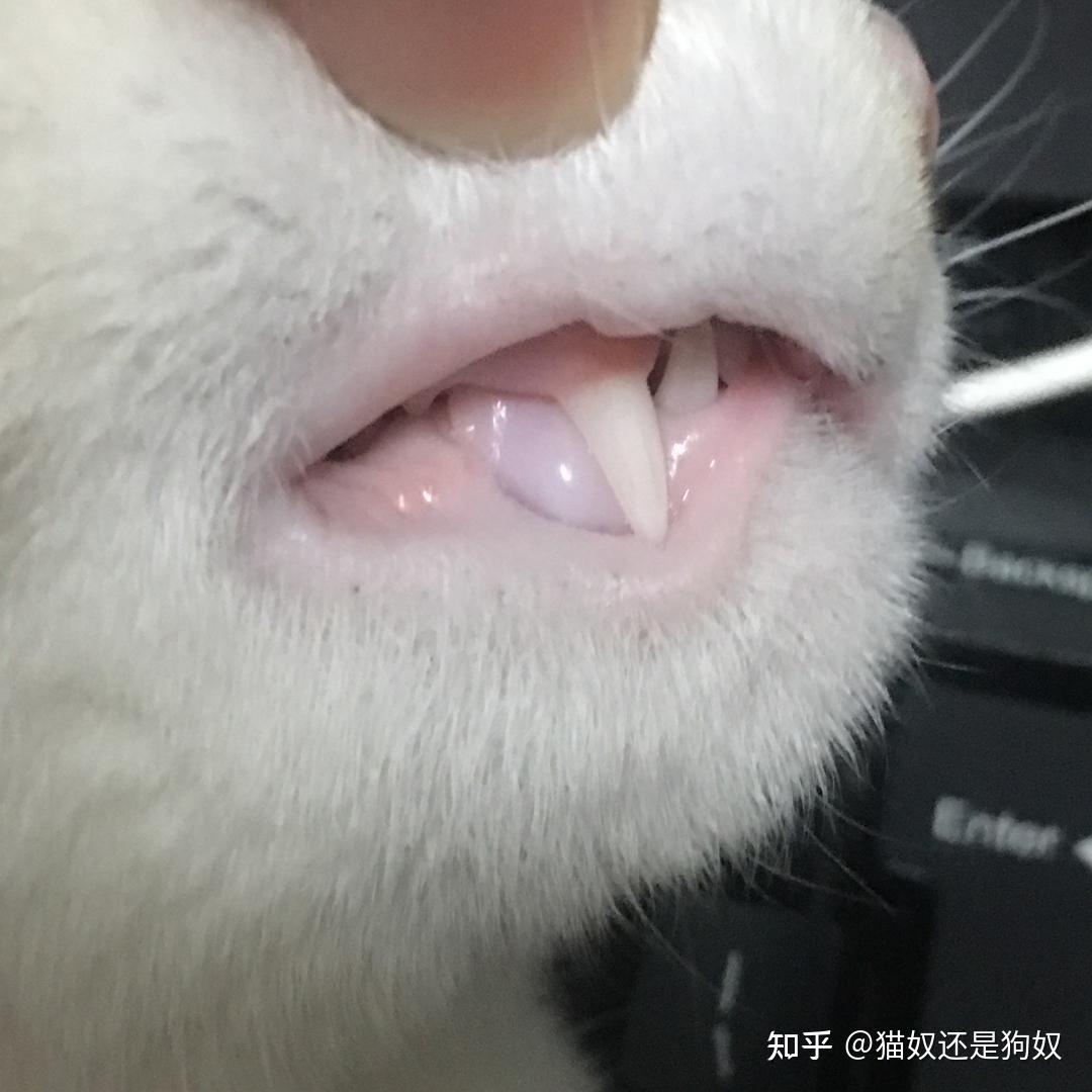 牙龈苍白的猫咪