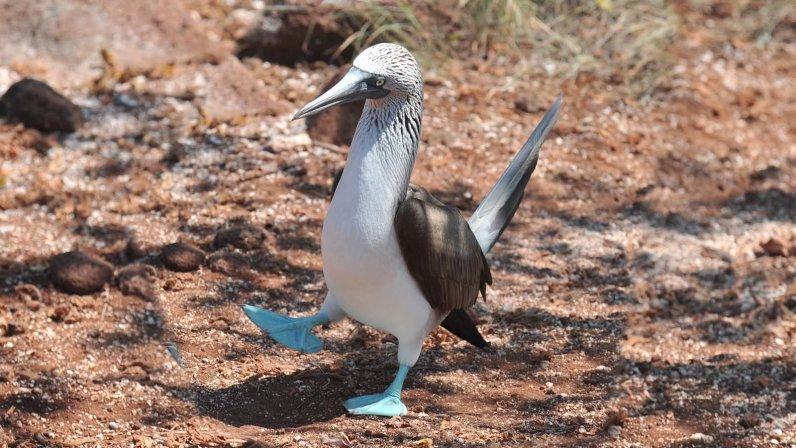 来自加拉帕戈斯群岛的撩妹高手蓝脚鲣鸟