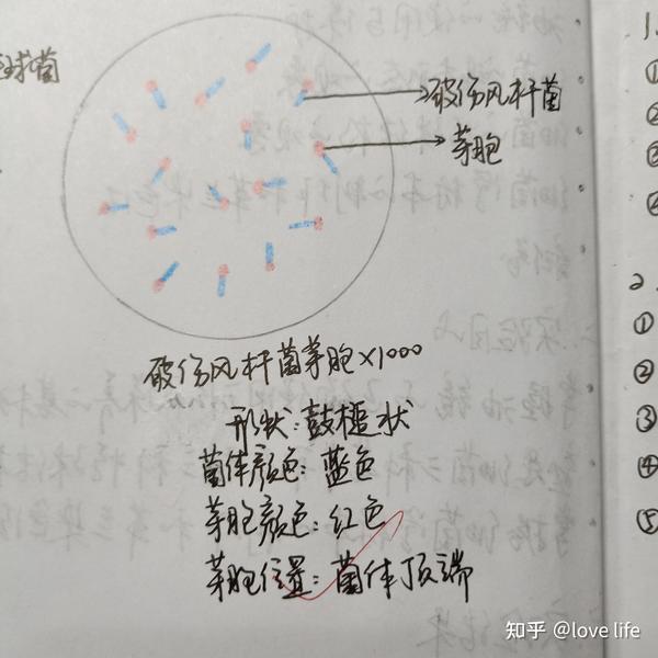 微生物实验报告图画1