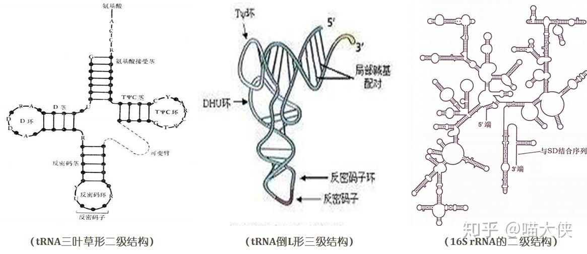 在细胞内,trna和rrna都具有与其功能密切相关的高级结构,除了它们以外