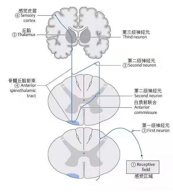 轴突:经白质前连合交叉至对侧脊髓外侧索和前索,分别组成脊髓丘脑