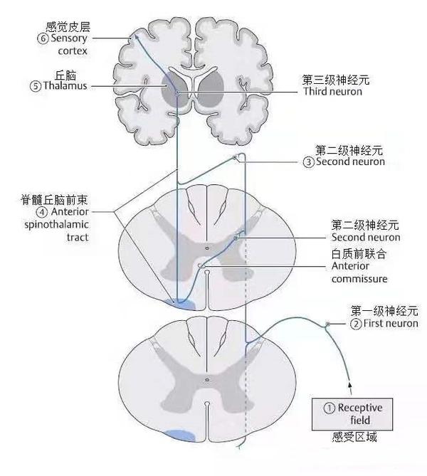 侧束传导痛温觉,前束传导粗略触觉!