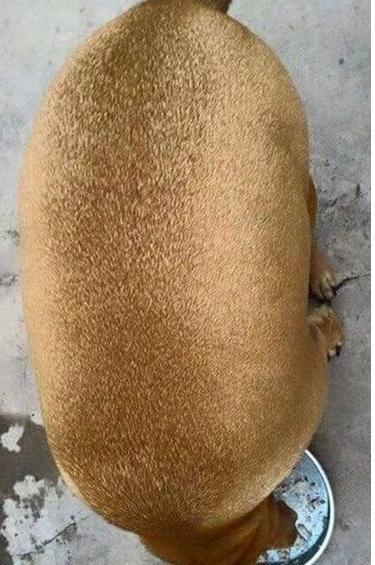养的猕猴桃