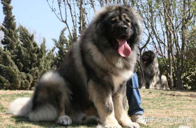 高加索牧羊犬