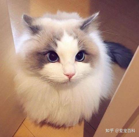 "颜值最高"的8种猫咪排名,第一名你猜得到吗?