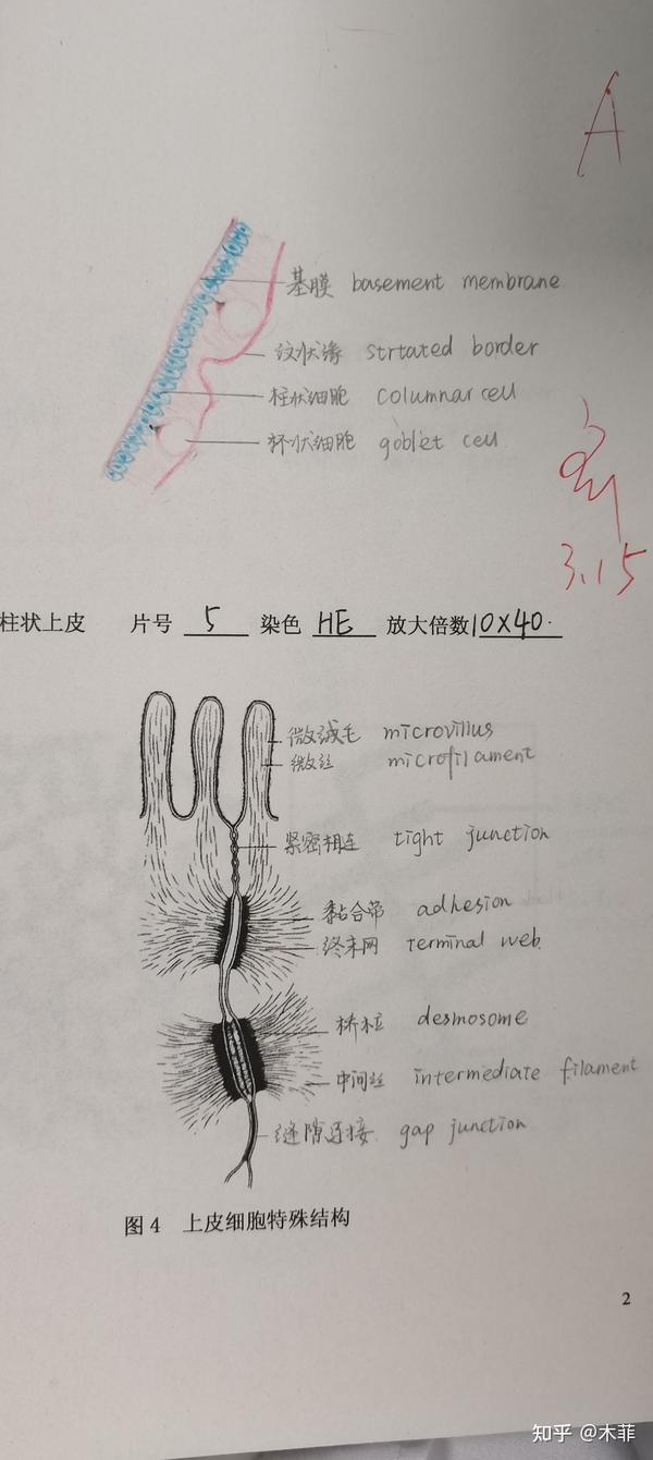 单层柱状上皮