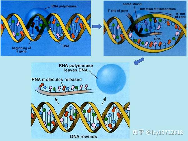 原核生物的启动子与转录起始过程