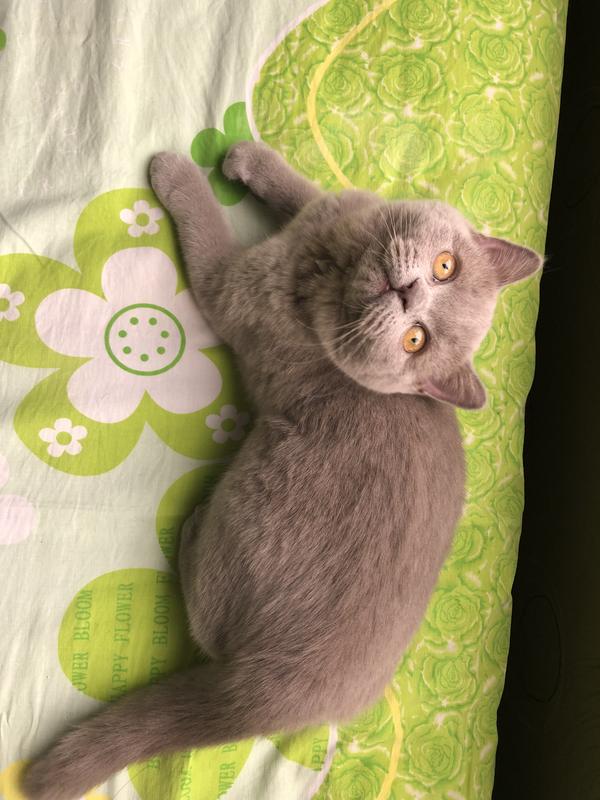 我家有只英短,名叫王小嫚儿,她属于英短蓝猫里的失格色:丁香色.