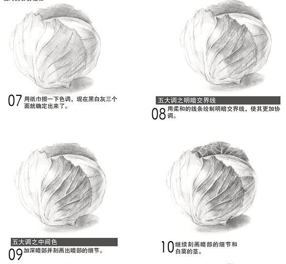 叶子的暗部 第六步:再次根据结构把卷心包菜的球体及后面的叶子画出来