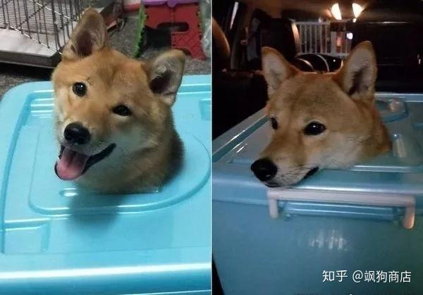 柴犬剃毛后是什么样子网友草泥马