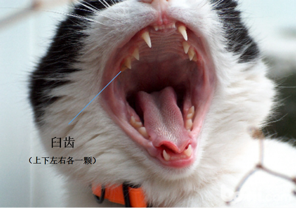 猫咪会先换犬齿,等到猫咪6~8个月大的时候,换牙基本完成了,猫咪换好