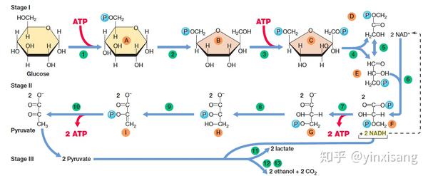 一张典型的糖酵解教学图,选自欧美学生喜闻乐见的《brock biology》