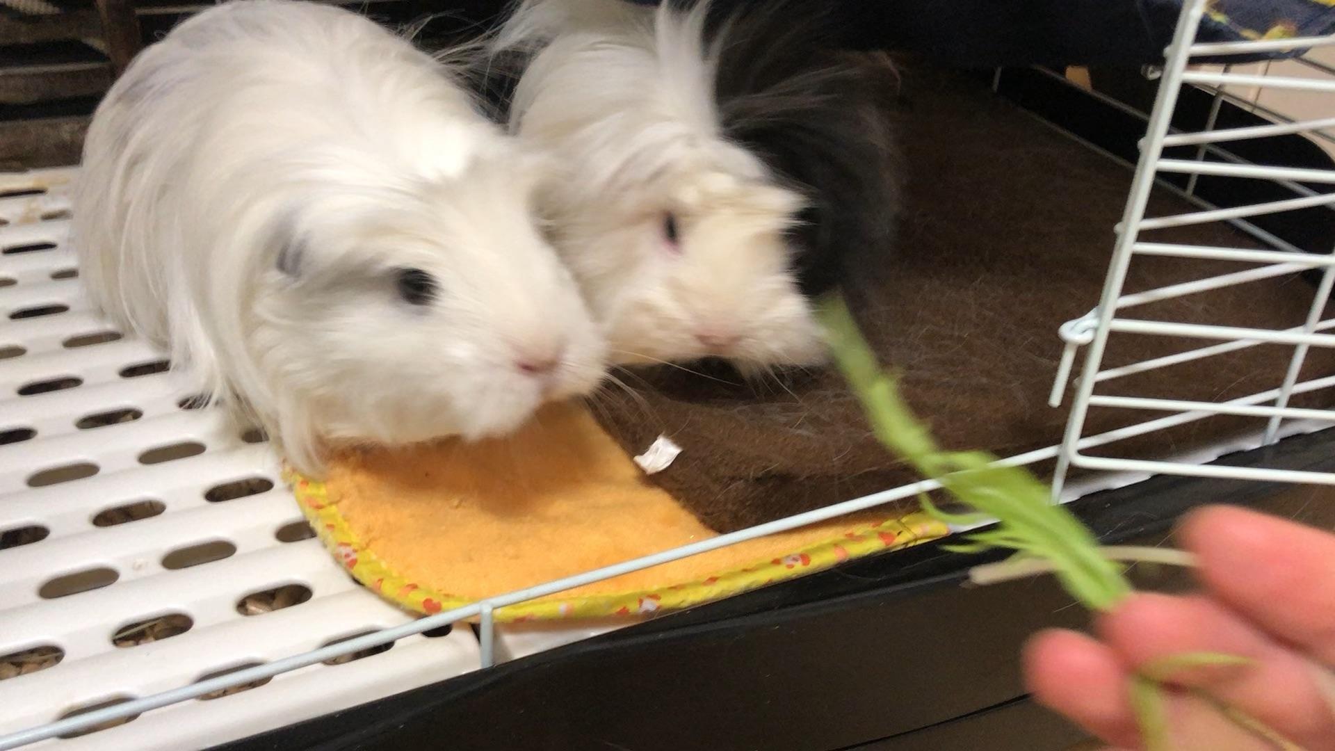 养一只荷兰猪是什么样的体验?