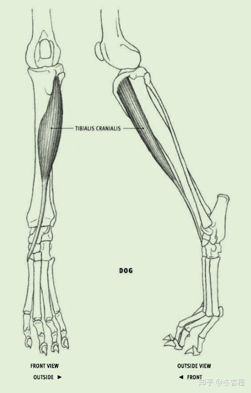 胫骨前肌图片