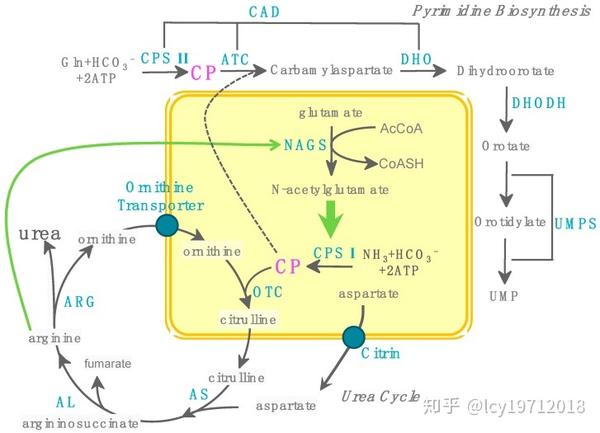 尿素循环与不同生物对氮的处理方式