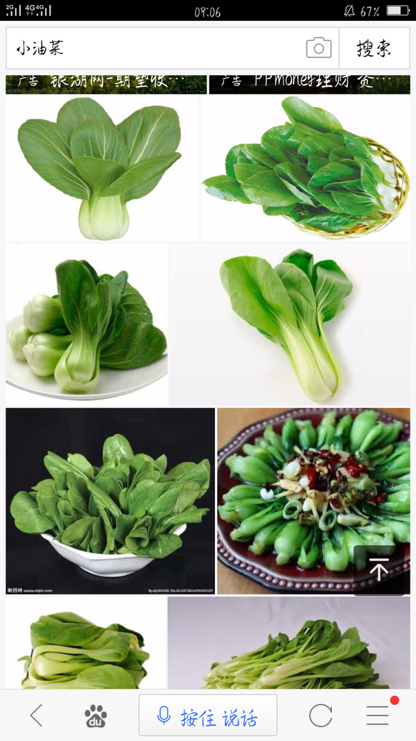 小油菜,也有上海青,但本人一直觉得他们俩可能没啥区别或者区别不大