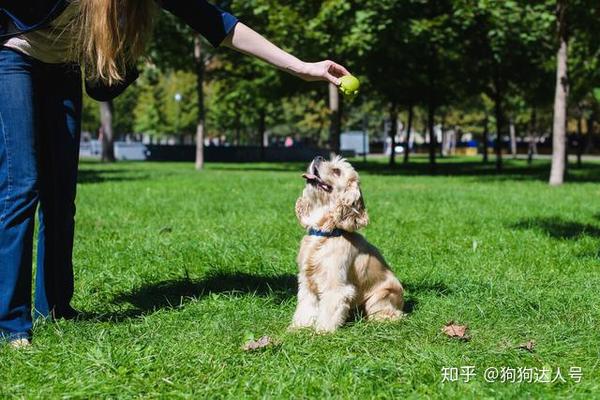 4.正向鼓励引导狗狗