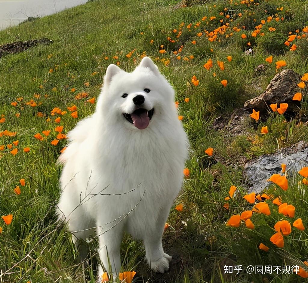 温和的,待人友善,贪吃,活泼好玩饲养注意事项:它白色的毛发很容易脏